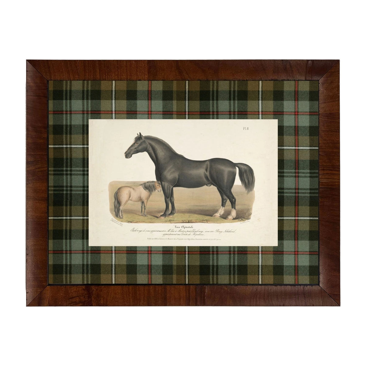 Framed Horses Bookplate on Tartan