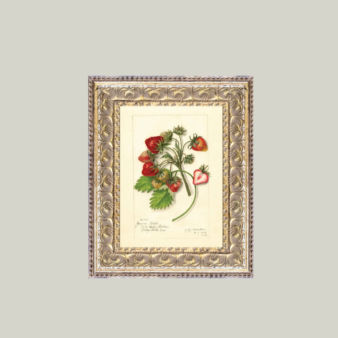 Framed botanical illustration of strawberries on a light gray background