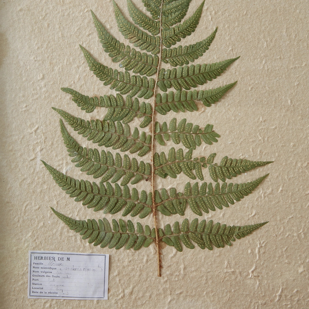 Pressed Botanical, Lady Fern