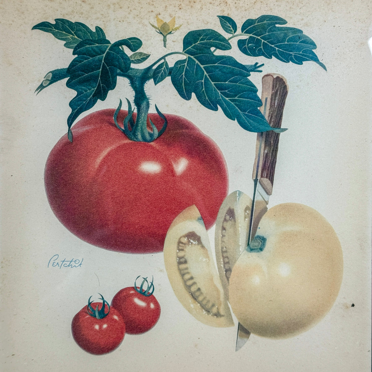 Vintage Tomato Print