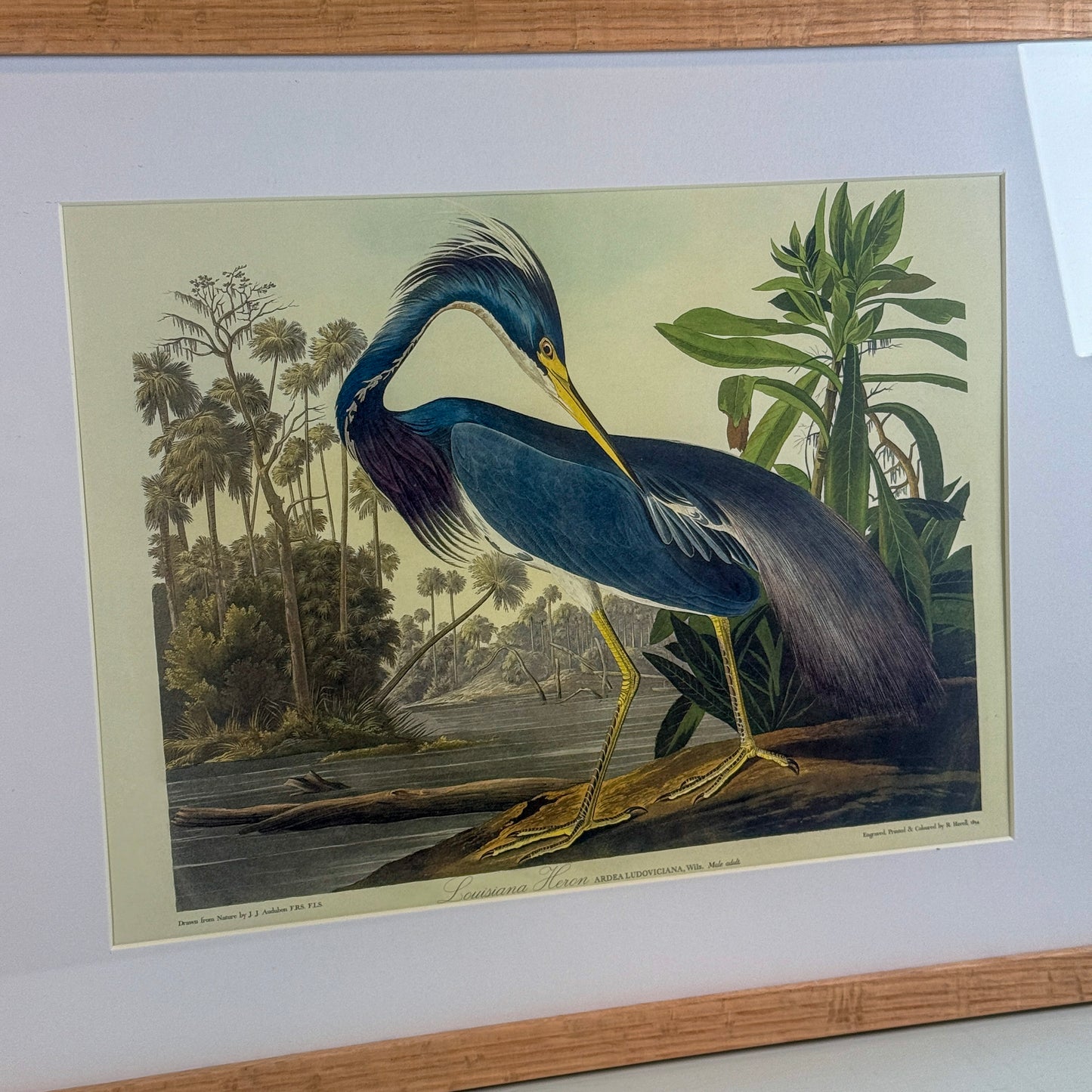 Louisiana Heron Framed Print