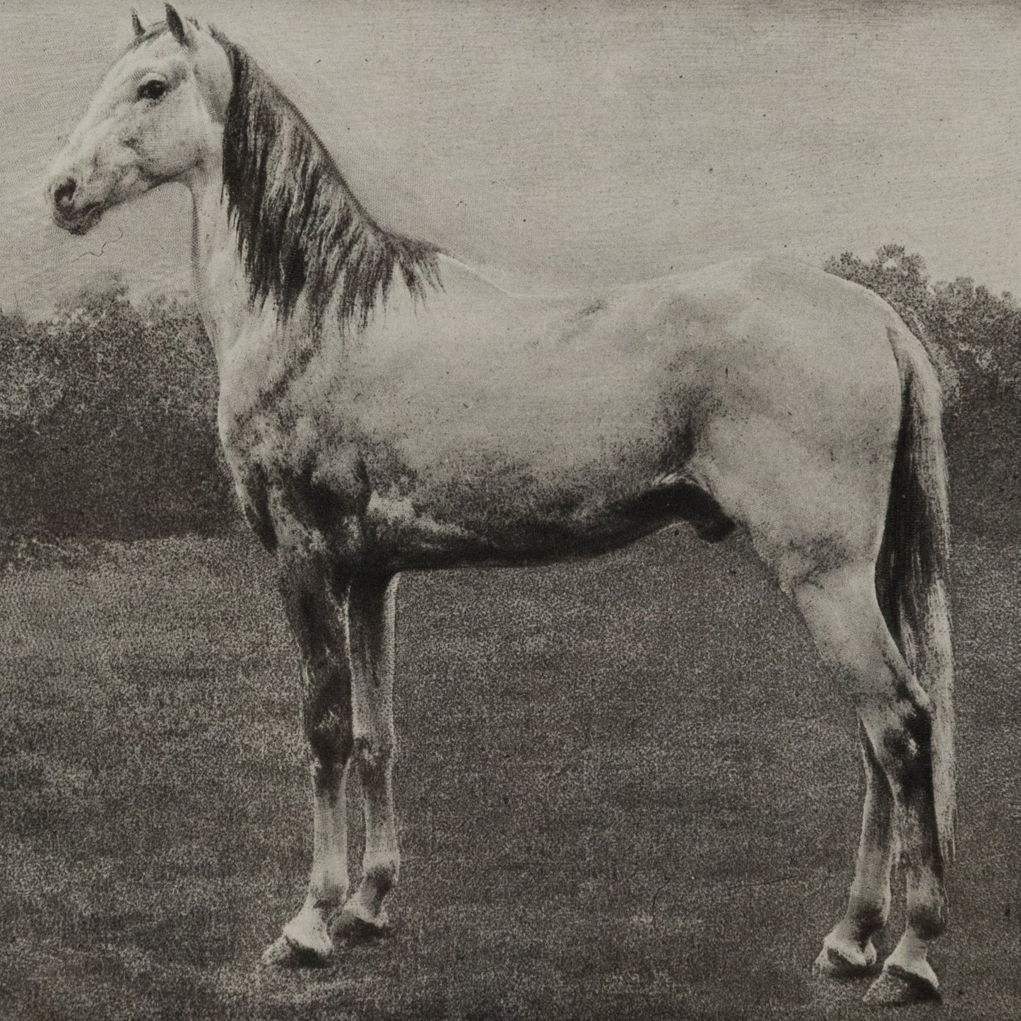 Horse Sketch