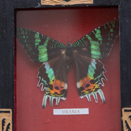 Vintage Butterfly Framed Taxidermy
