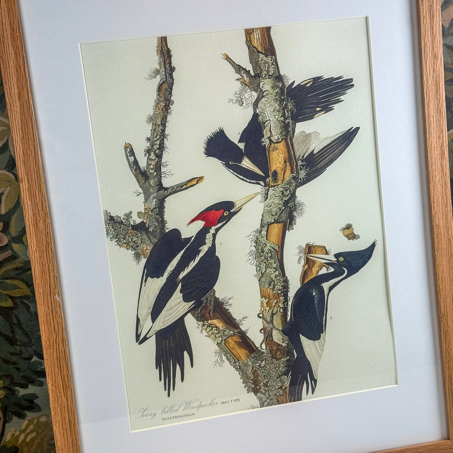 Woodpecker Framed Print