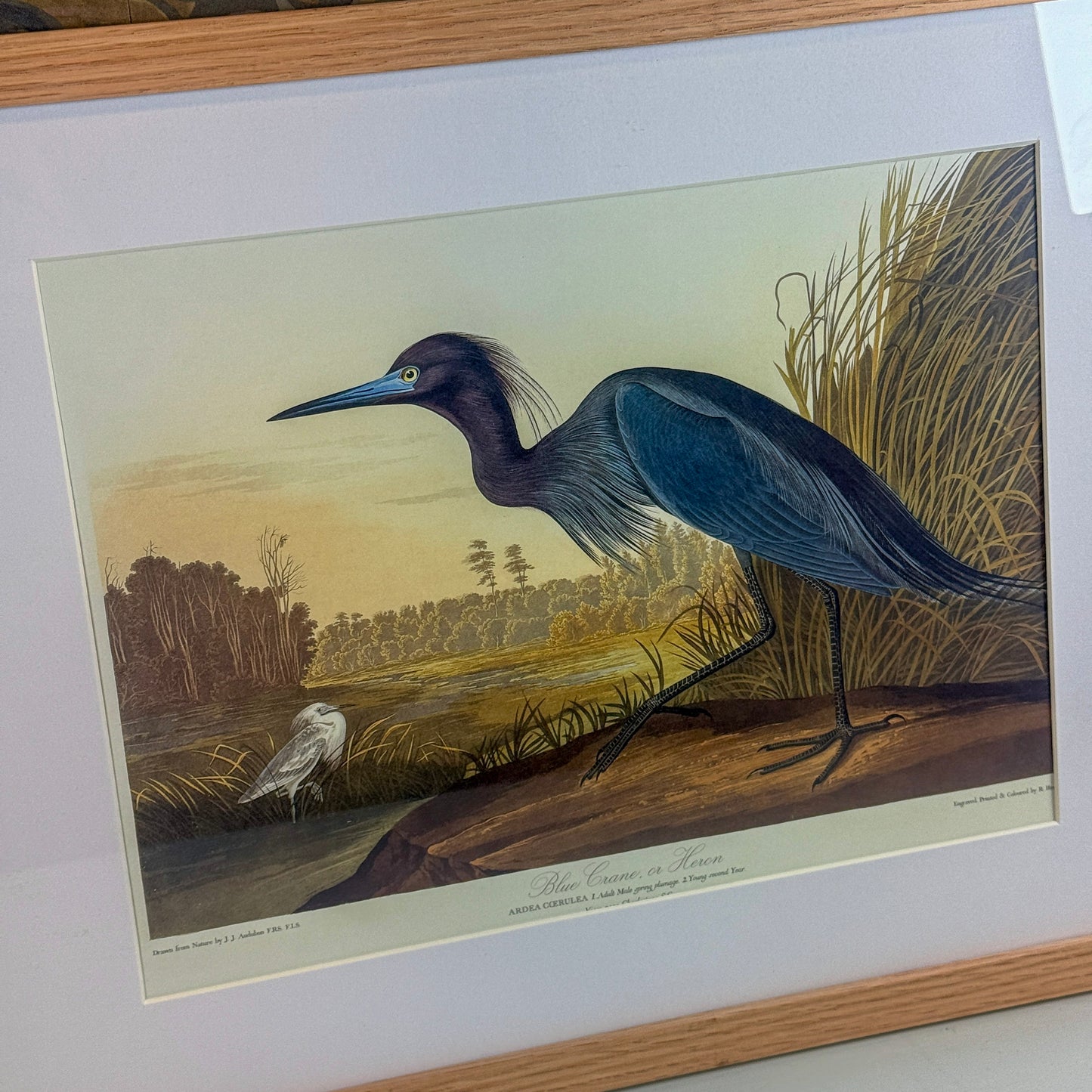 Blue Crane Framed Print