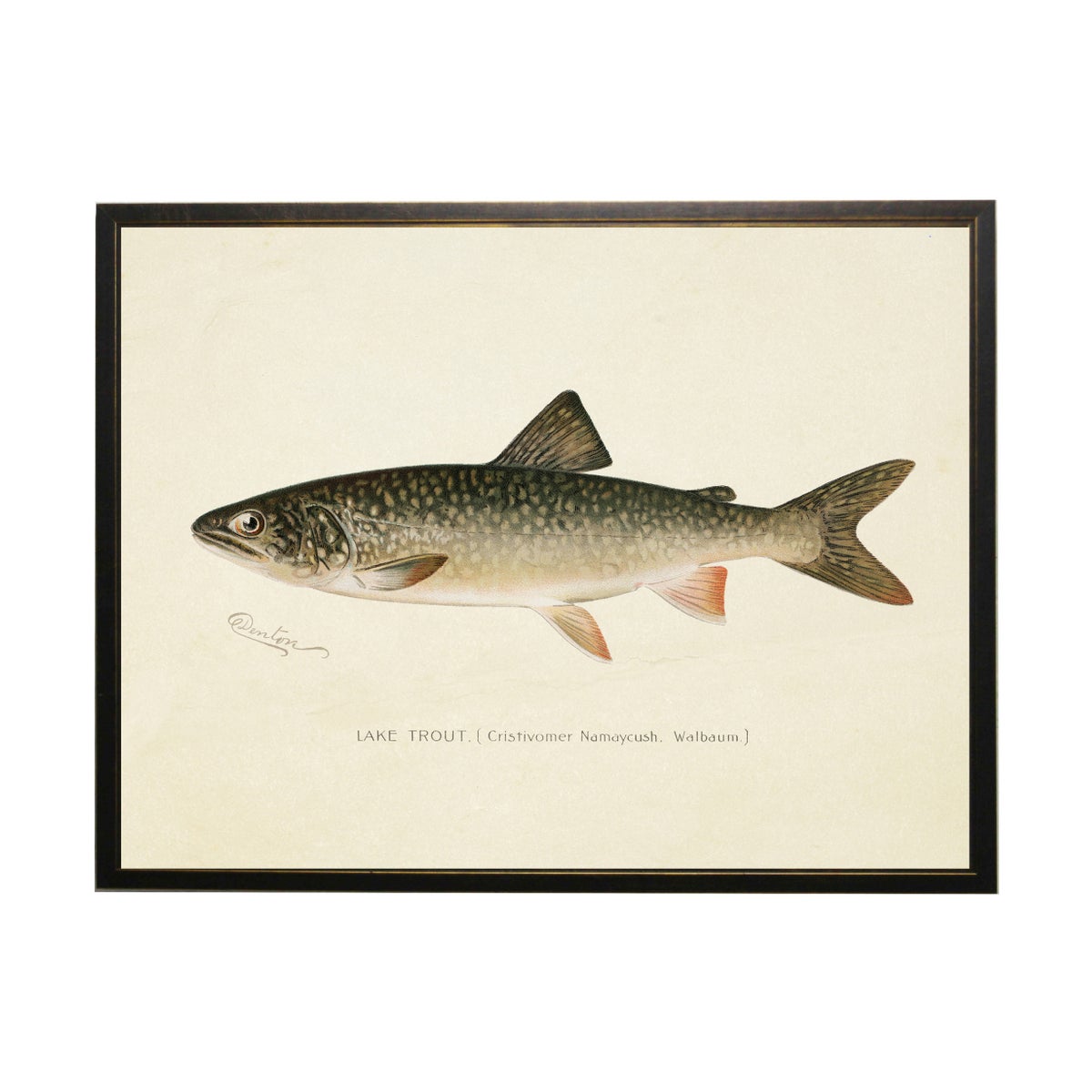 Lake Trout Bookplate Framed Print