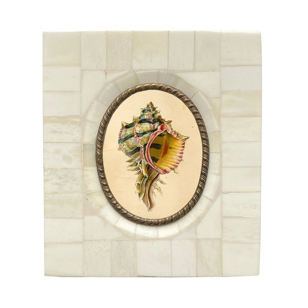 Murex Seashell Vintage Print in Bone & Brass Frame