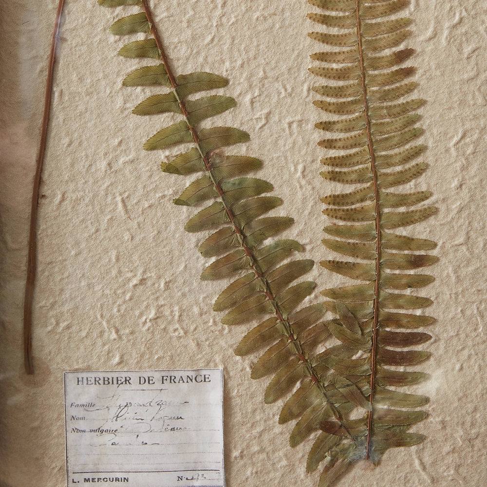 Pressed Botanical, Boston Fern