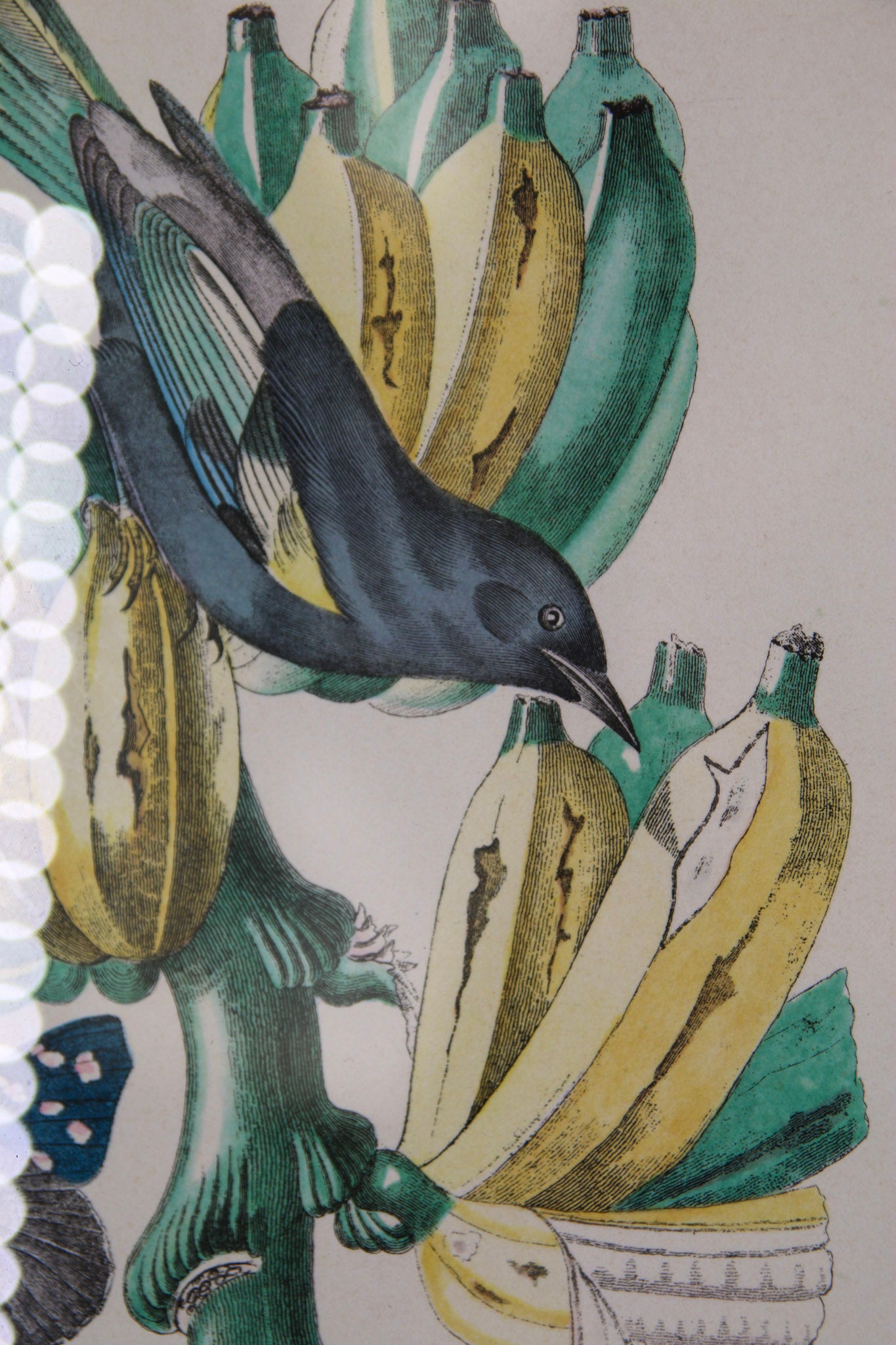 Large Bird & Plantain Print