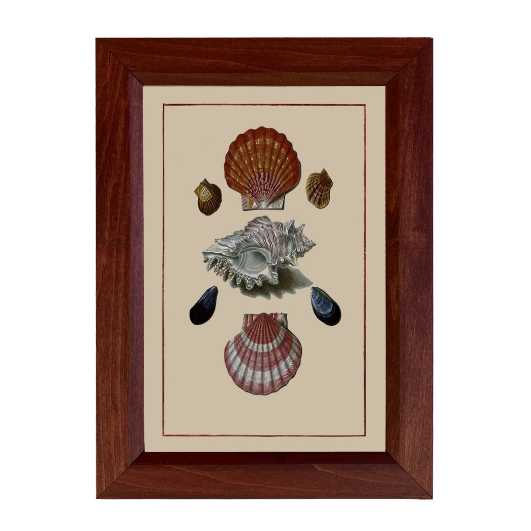 Sea Shells Vintage Framed Print