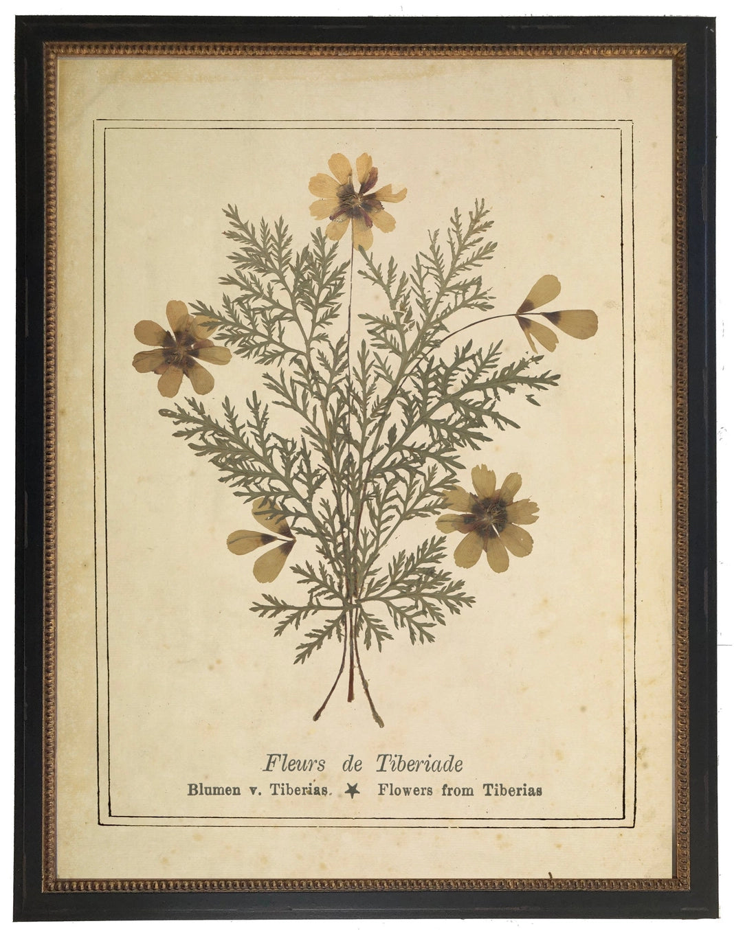 Fleurs de Tiberiade Bookplate Framed Print