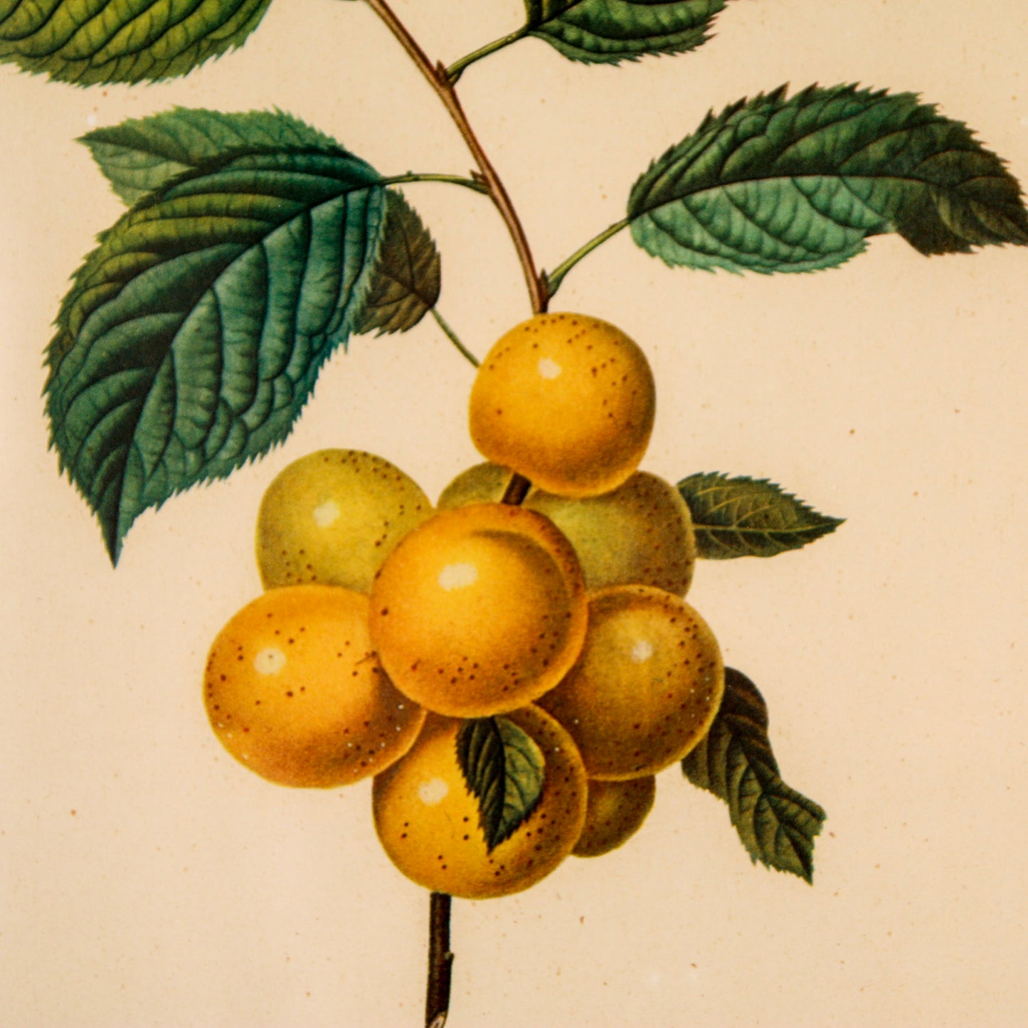 Framed Prune Print
