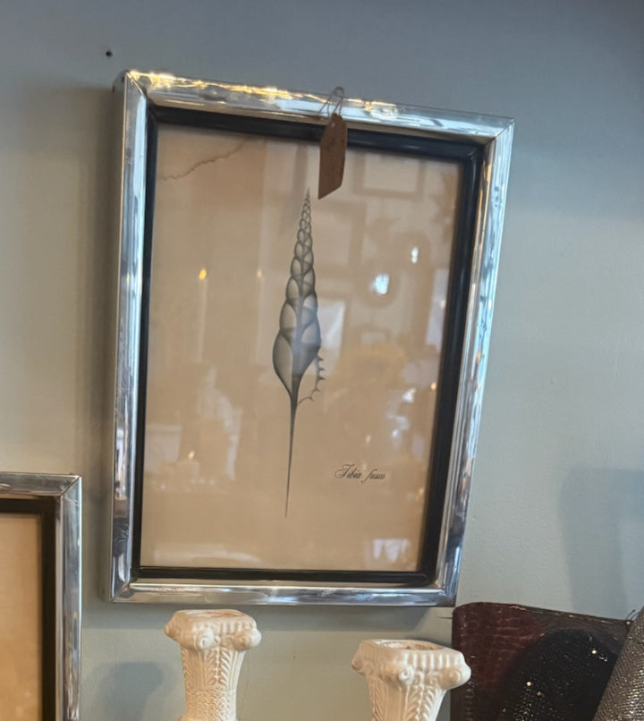 Vintage Shell Prints