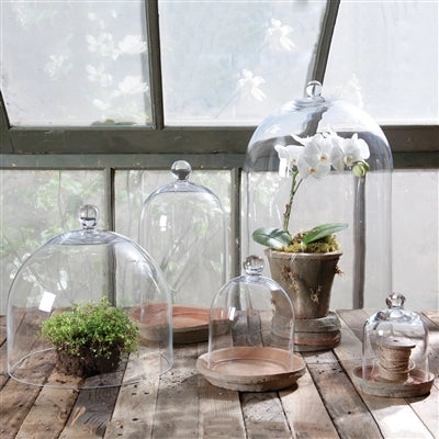 Glass Cloche
