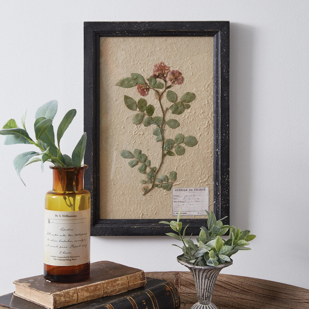 Pressed Botanical, Japanese Rose