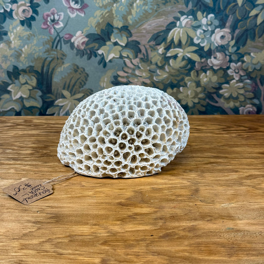 Faux Honeycomb Coral