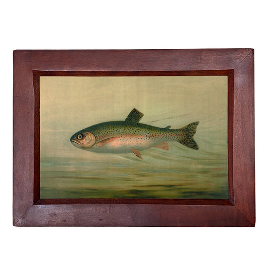 Rainbow Trout Framed Print