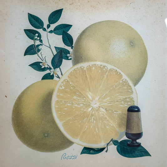 Vintage Citrus Print