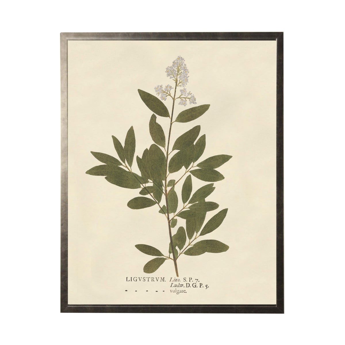 Ligustrum Art Framed Print