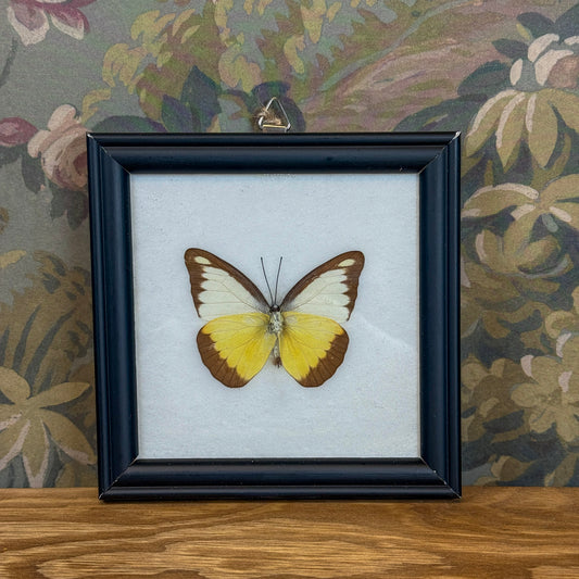 Taxidermy Butterfly