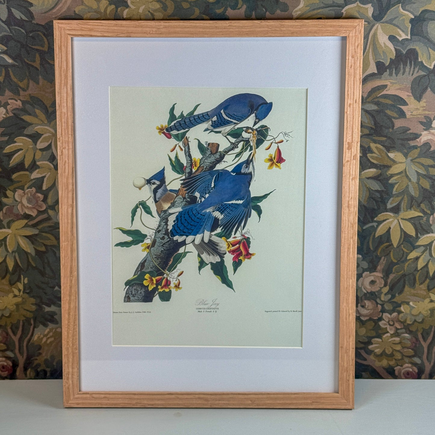 Blue Jay Framed Print