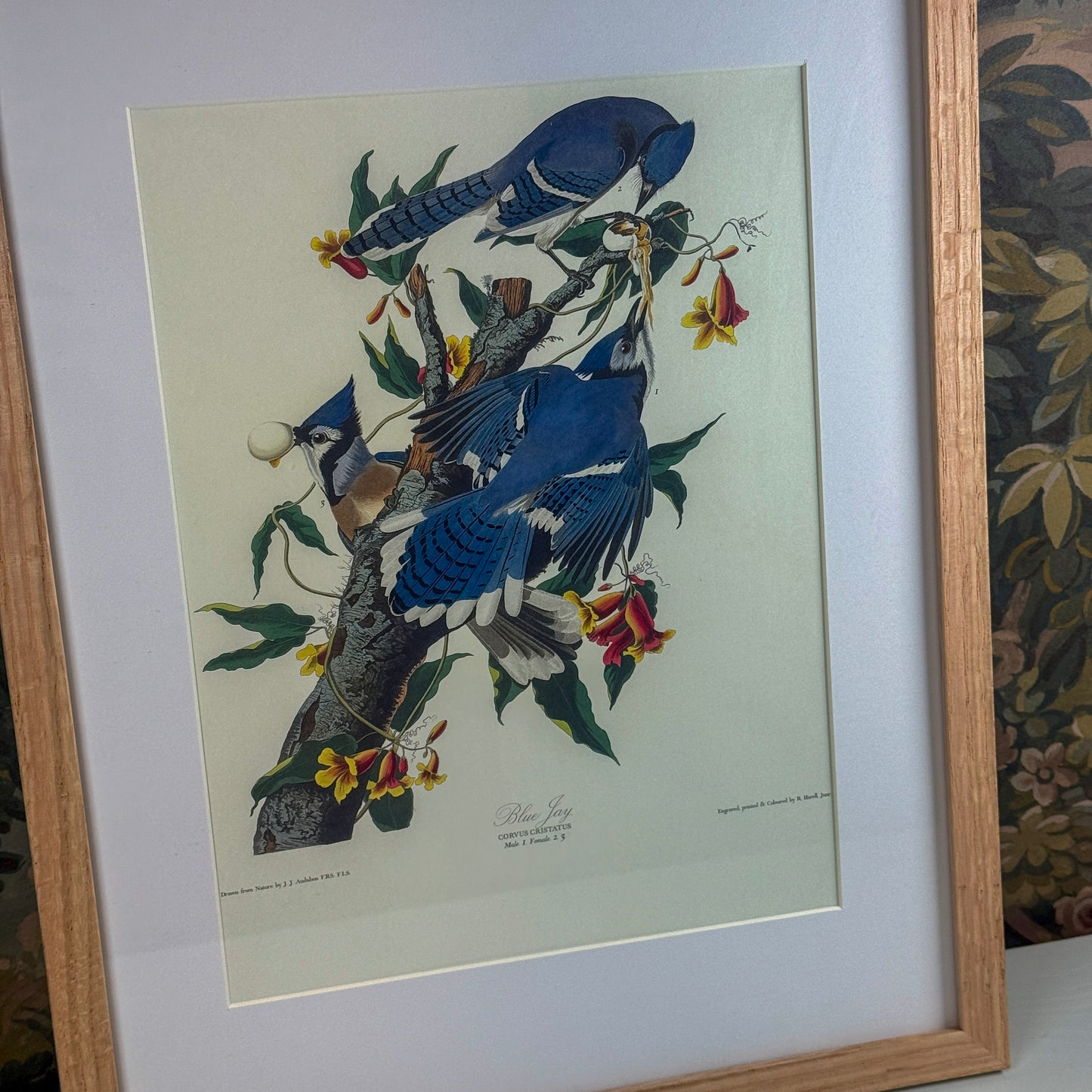 Blue Jay Framed Print