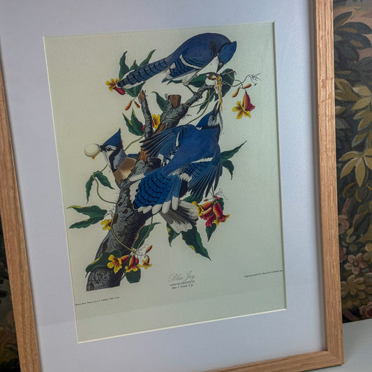 Blue Jay Framed Print