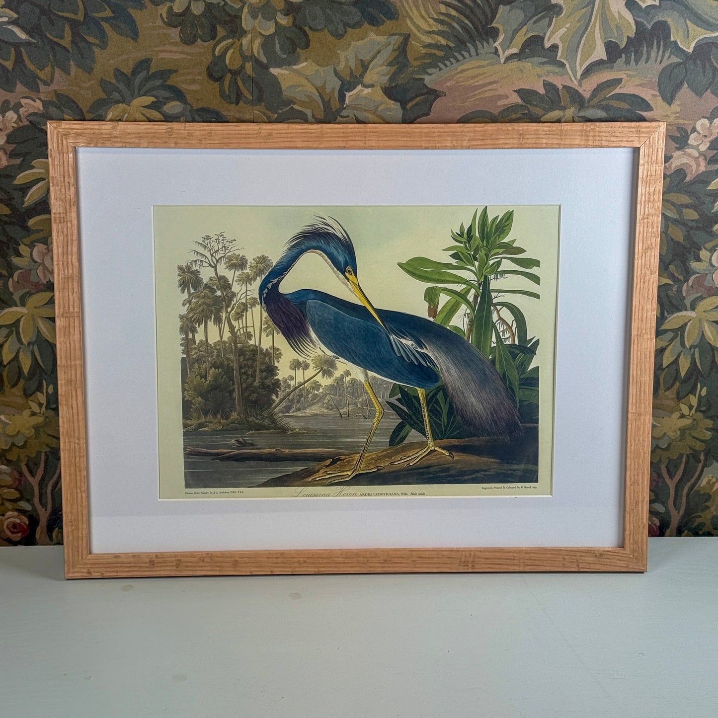 Louisiana Heron Framed Print