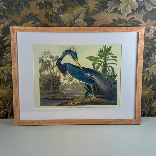 Louisiana Heron Framed Print