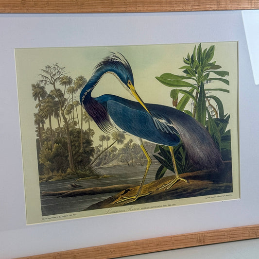 Louisiana Heron Framed Print
