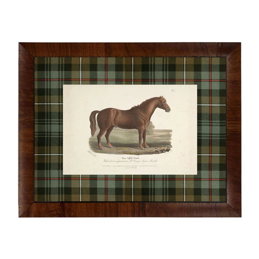 Framed Lone Horse Bookplate on Tartan