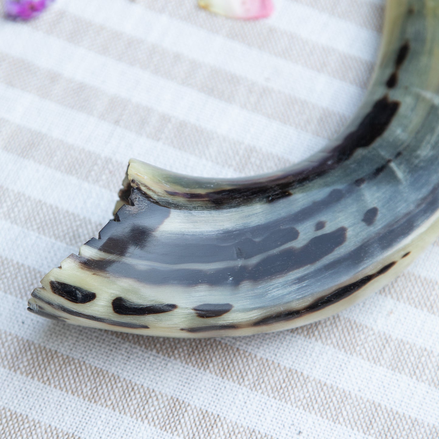 Ram’s Horn Shofar