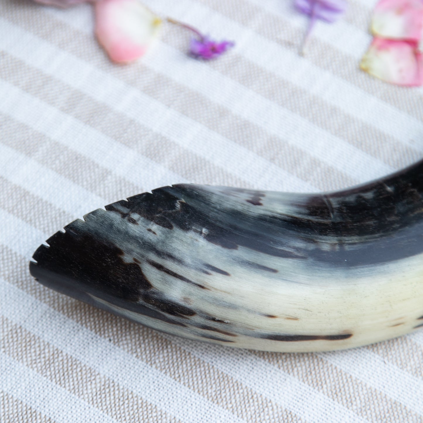 Ram’s Horn Shofar
