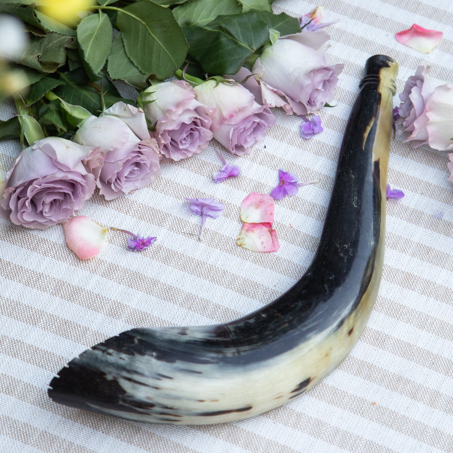 Ram’s Horn Shofar