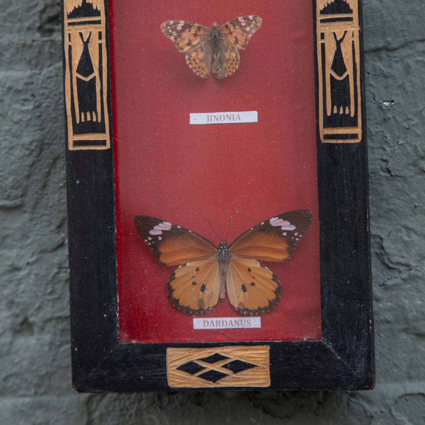 Vintage Butterfly Framed Taxidermy