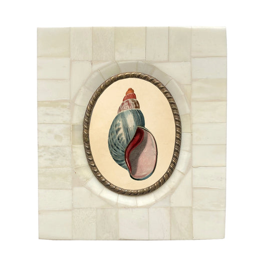 Tulip Seashell Vintage Print in Bone & Brass Frame