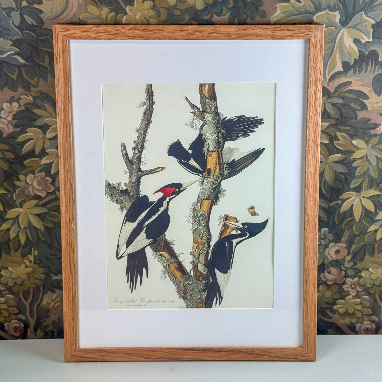 Woodpecker Framed Print