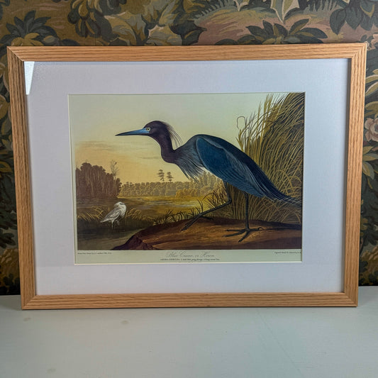 Blue Crane Framed Print