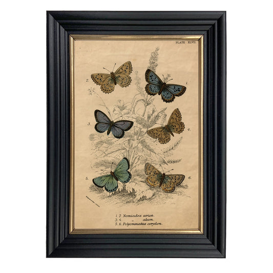 Butterfly Framed Illustration