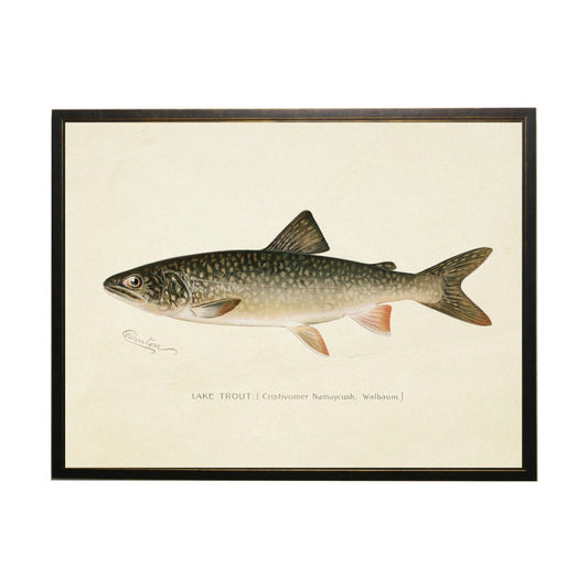 Lake Trout Bookplate Framed Print