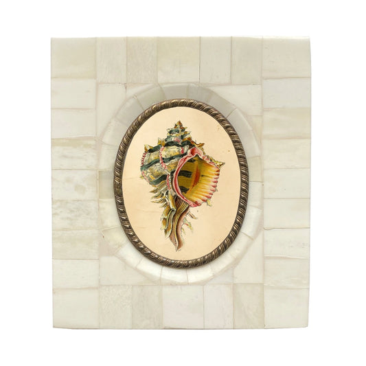 Murex Seashell Vintage Print in Bone & Brass Frame