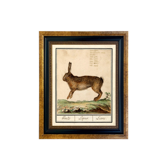Vintage Rabbit Illustration Framed Print