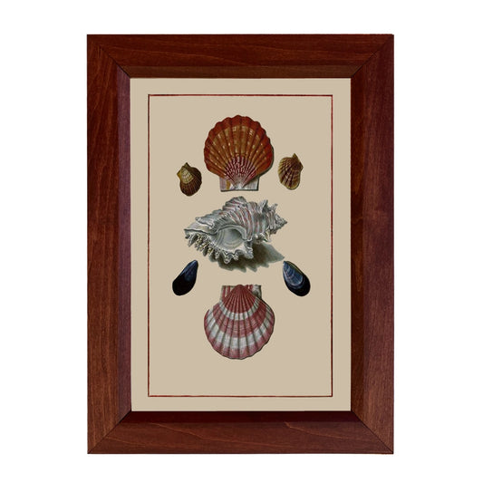 Sea Shells Vintage Framed Print