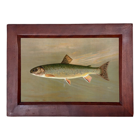 American Brook Trout Framed Print