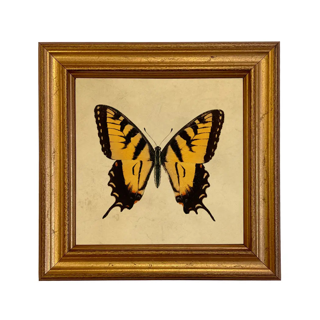 Tiger Swallowtail Butterfly Illustration