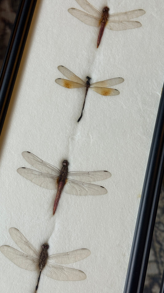 Taxidermy Dragonflies