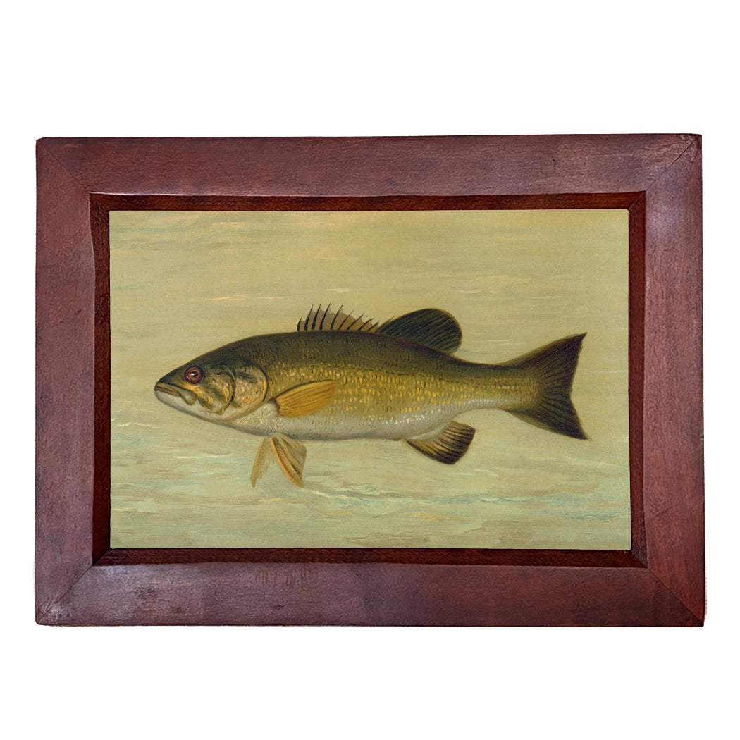 Smallmouth Black Bass Framed Print
