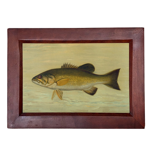 Smallmouth Black Bass Framed Print