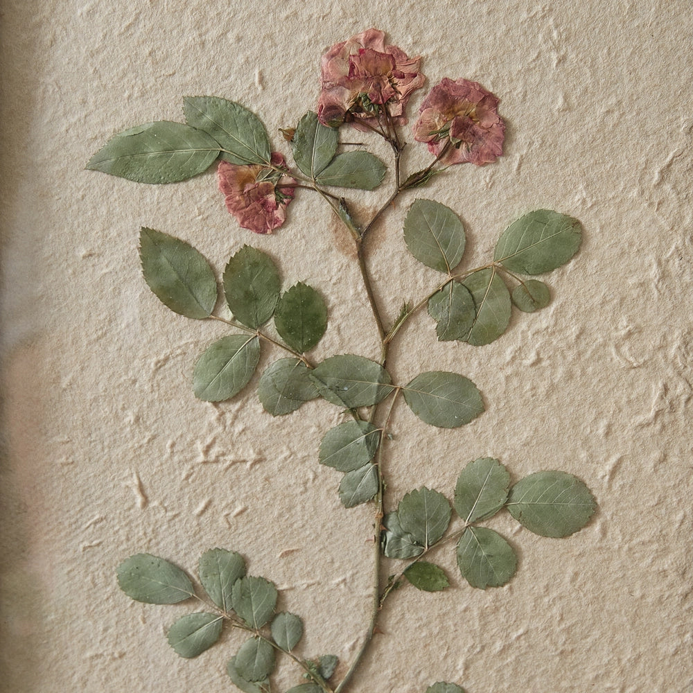Pressed Botanical, Japanese Rose