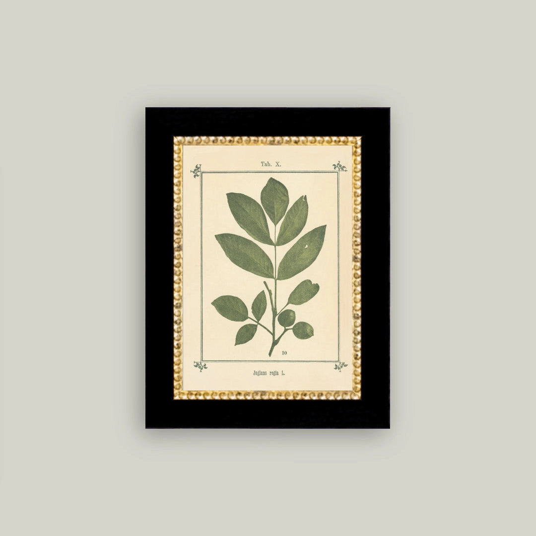 "Plant Atlas" Painting Framed Reproduction